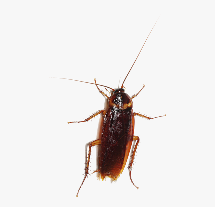 Cockroach Entokim Çevre Sal Hizmetleri Insect Pest - Cucaracha Png, Transparent Png, Free Download