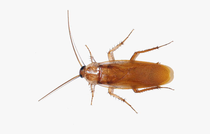 American Cockroach Png Photo - Cockroach Blood, Transparent Png, Free Download