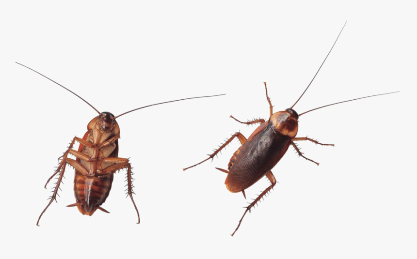 Transparent Roach Png - Cockroach, Png Download, Free Download