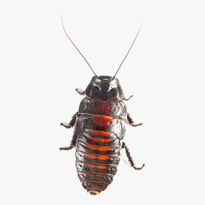 American Cockroach Png Transparent Image - Cockroach Ki, Png Download, Free Download