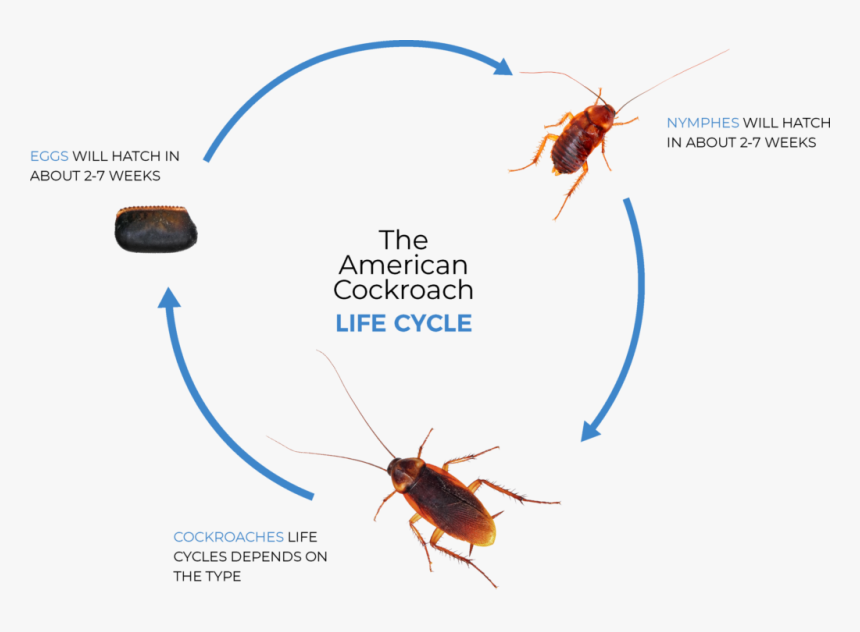 Life Cycle Of A Cockroach, HD Png Download, Free Download