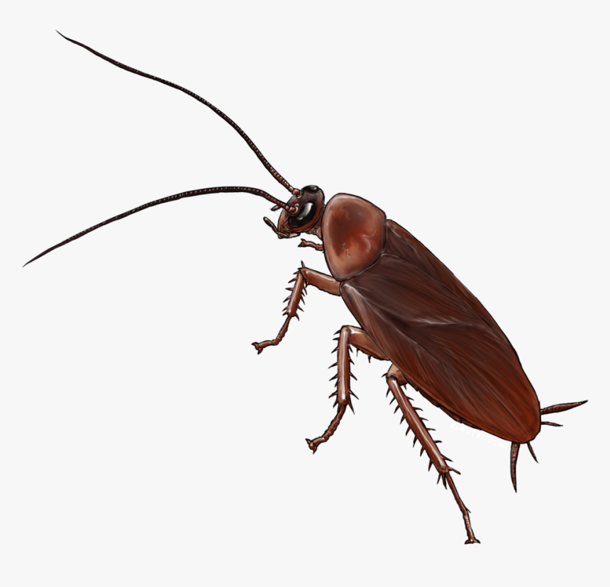 American Cockroach Insect Drawing German Cockroach - Cockroach Cartoon Transparent Background, HD Png Download, Free Download