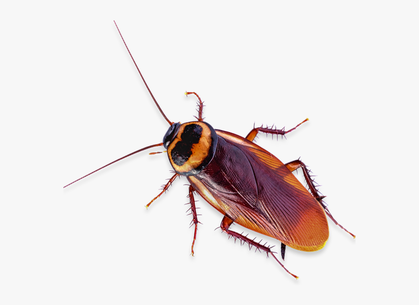 100% Satisfaction Guarantee - Cockroach Render Png, Transparent Png, Free Download