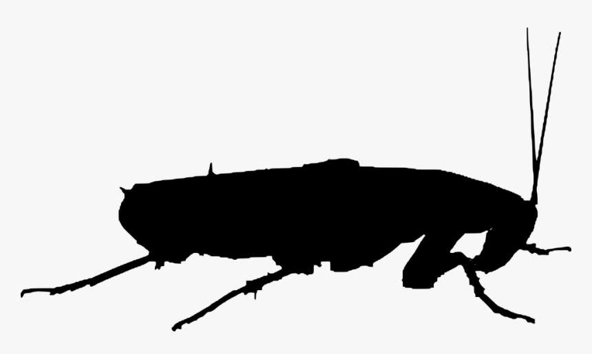 Cockroach, Silhouette, Insects - Cockroach Silhouette Vector, HD Png Download, Free Download