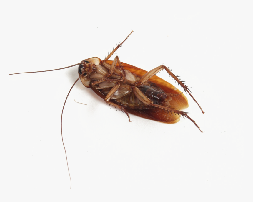 Roach Png Background Image - Turkish Embassy Cockroach Meme, Transparent Png, Free Download