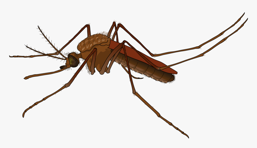 Cockroach Png 18, Buy Clip Art - Mosquito Png, Transparent Png, Free Download