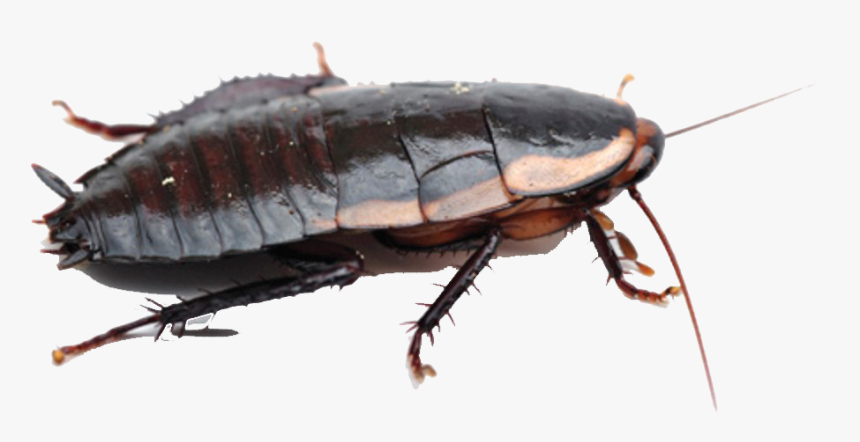 Roaches Free Png Image - New Zealand Cockroach, Transparent Png, Free Download