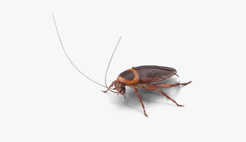 Cockroach Png Image Hd - Coroach Transparent Png, Png Download, Free Download