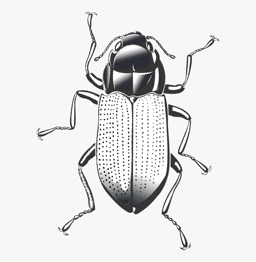 Cockroach - Riffle Beetle, HD Png Download, Free Download