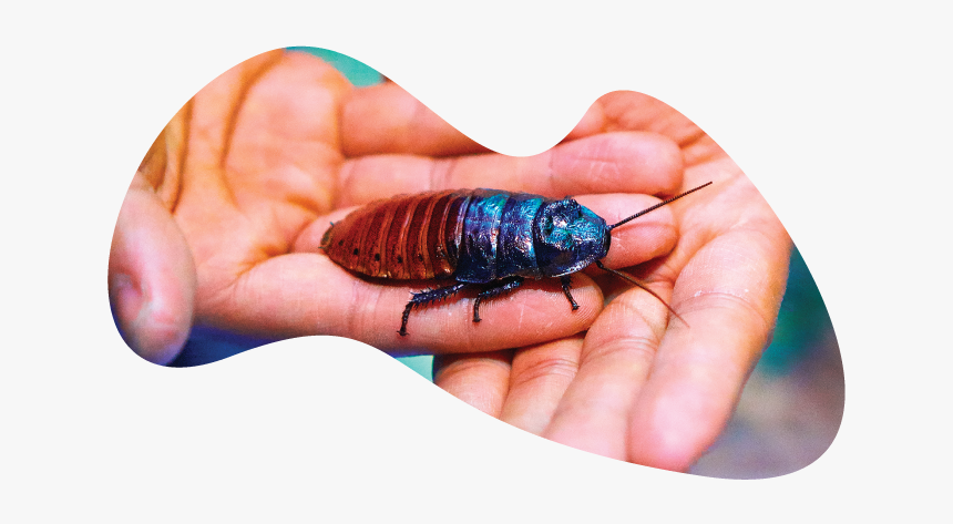 Madagascar Hissing Cockroach, HD Png Download, Free Download