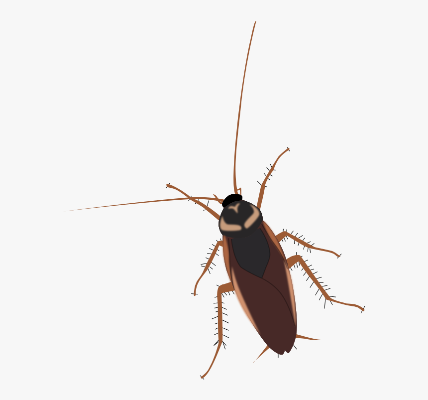 Cockroach - Kecoa Png, Transparent Png, Free Download