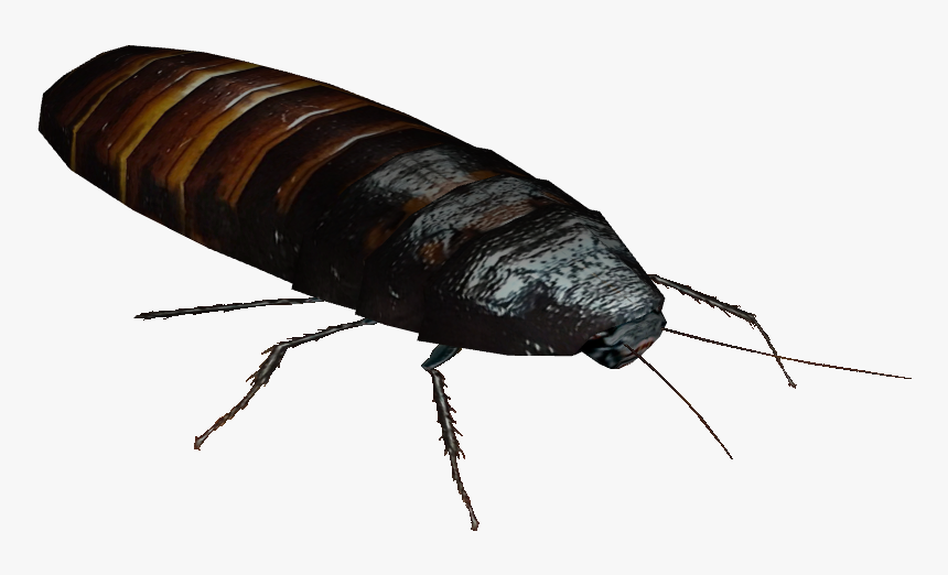 Madagascar Hissing Cockroach - Madagascar Hissing Cockroach Transparent, HD Png Download, Free Download