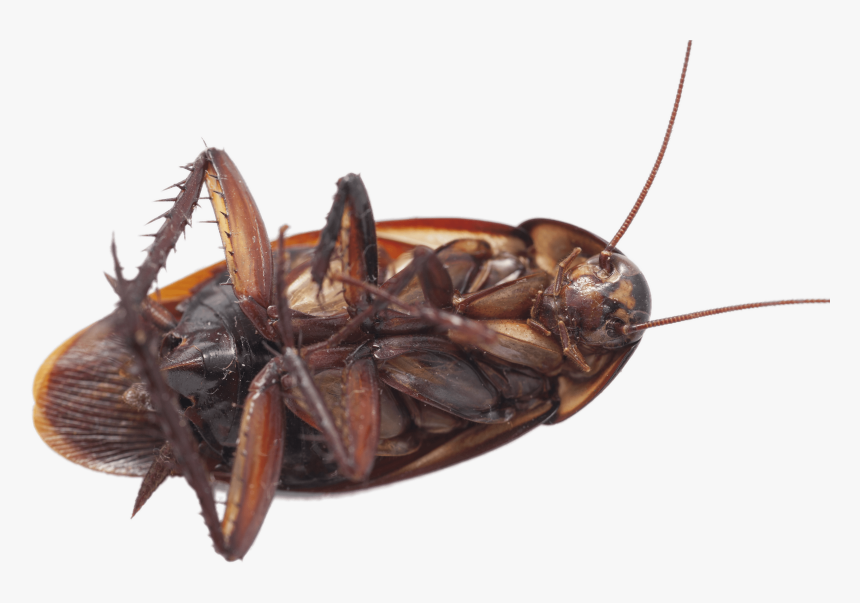 Large Cockroach On Its Back - Animal On Uts Back, HD Png Download, Free Download