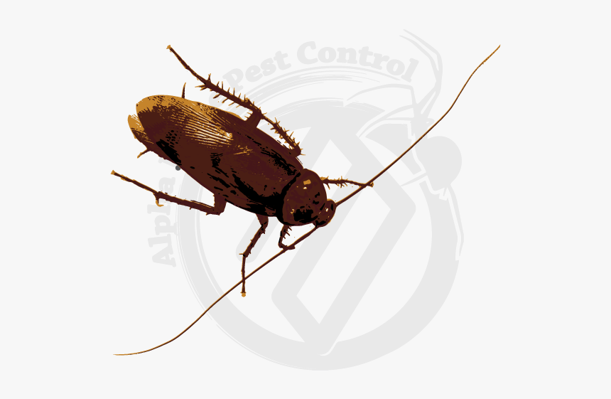 Longhorn Beetle, HD Png Download, Free Download