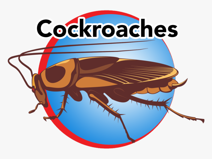 Transparent Roach Clipart - Cockroach, HD Png Download, Free Download