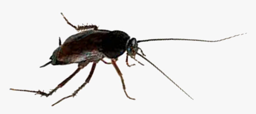 Oriental Cockroach - - Mosquito, HD Png Download, Free Download