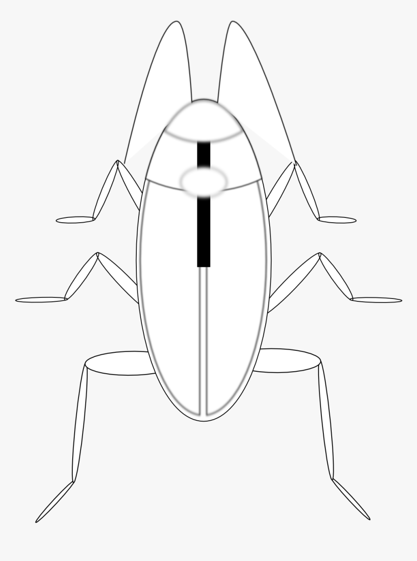 Cockroach Cucaracha Black White Line Art 555px - Cartoon, HD Png Download, Free Download