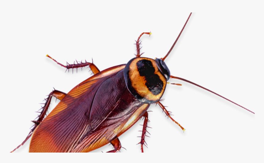 Cockroach Cutout, HD Png Download, Free Download