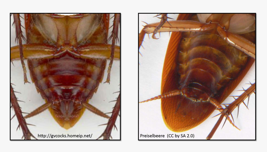 Types Of Subgenital Plates As Seen In Two Cockroaches - Difference Between Waterbug And Roaches, HD Png Download, Free Download