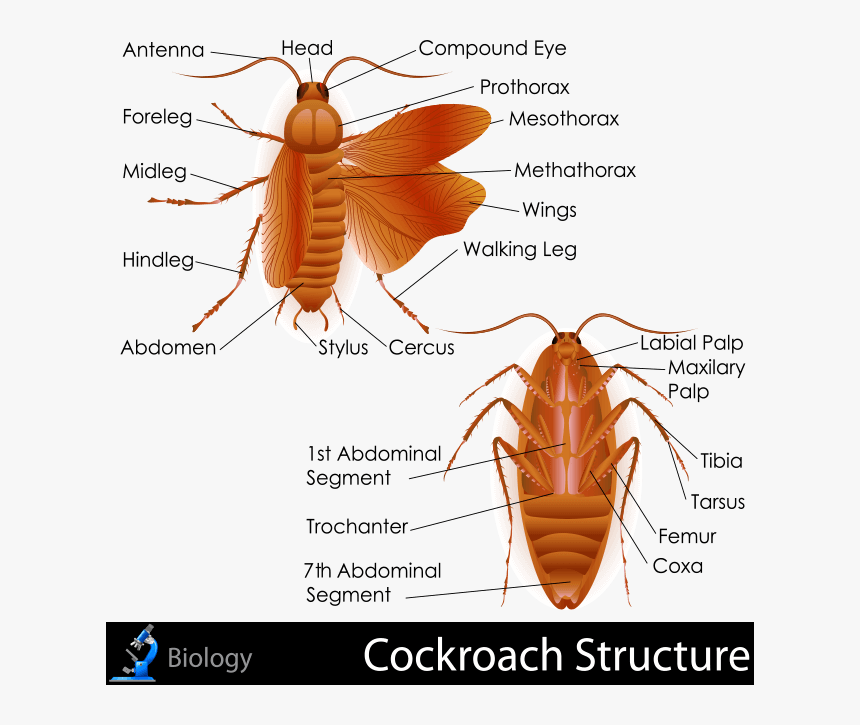 External Anatomy Of Cockroach, HD Png Download, Free Download