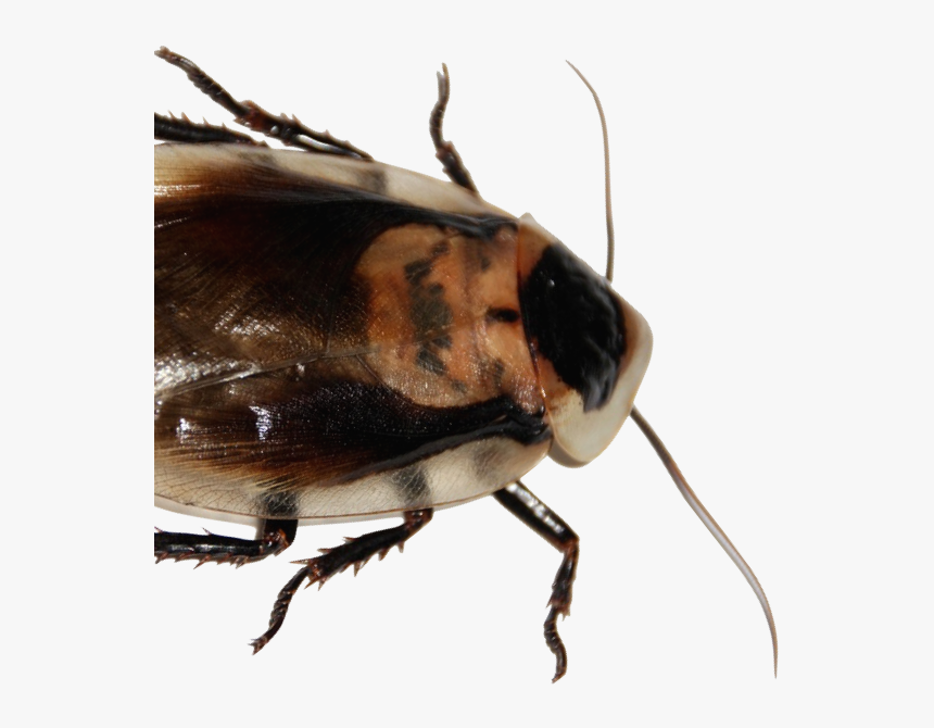 Termite Pest Control - Leaf Beetle, HD Png Download, Free Download