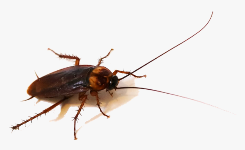 House Cockroaches, HD Png Download, Free Download