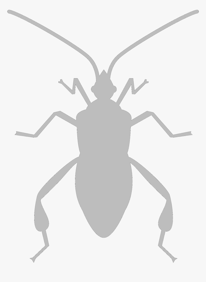 Bug Vector Png, Transparent Png, Free Download