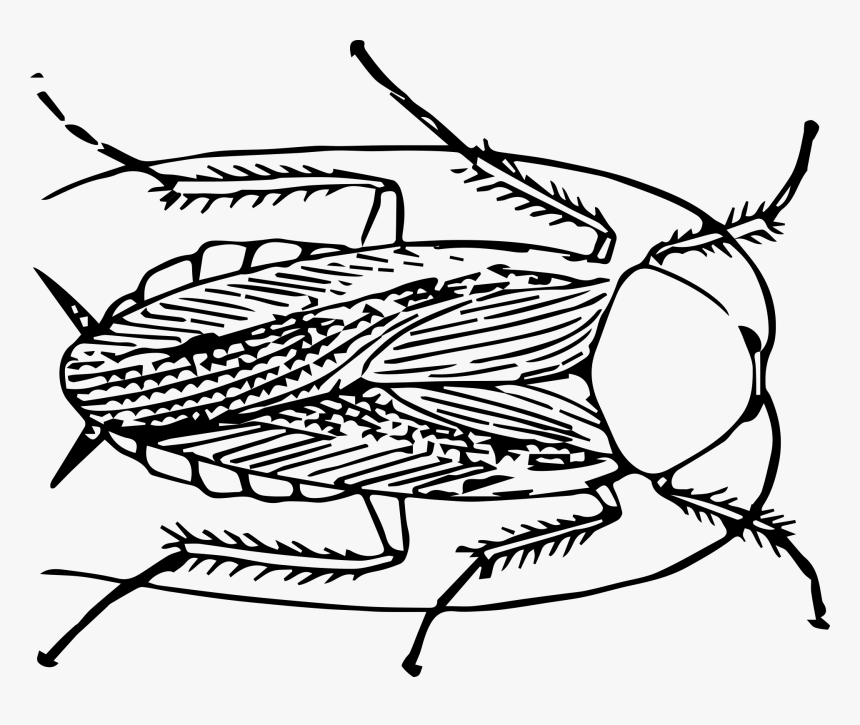 Tiger Beetle, HD Png Download, Free Download