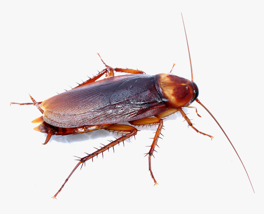 Texas Water Bug, HD Png Download kindpng