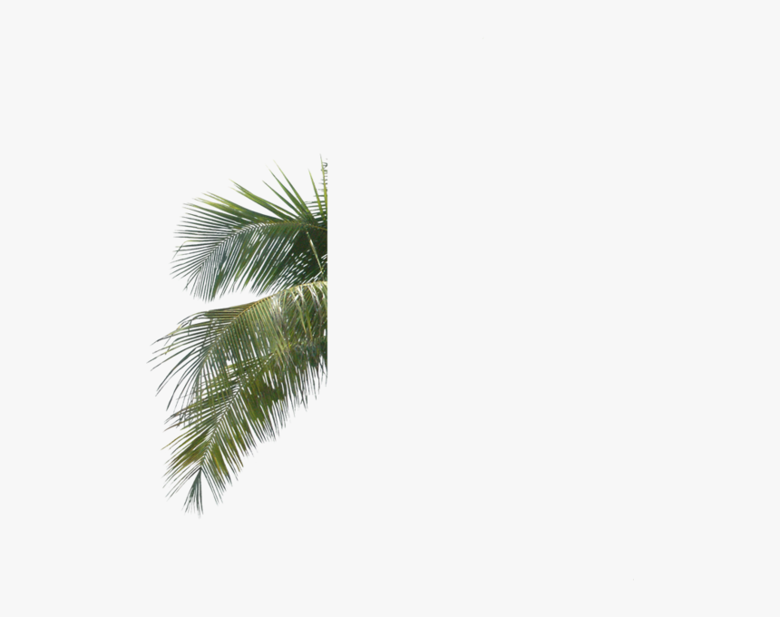 Palm Tree Leaves Psd - Palm Tree Leaves .psd, HD Png Download, Free Download