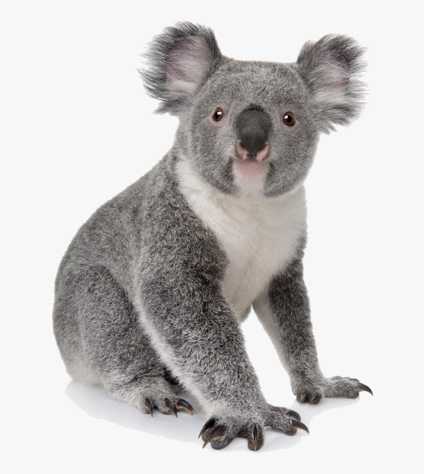 Koala Bear Transparent Background, HD Png Download, Free Download