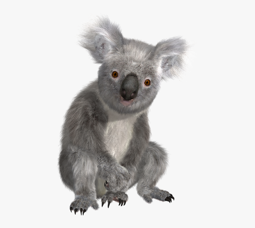 Koala Png - Transparent Background Koala Png, Png Download, Free Download