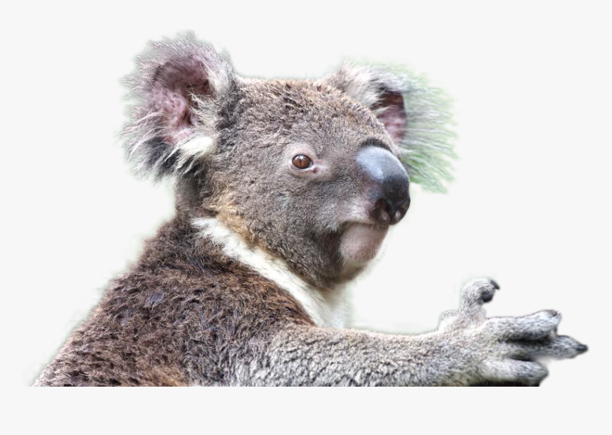 Koala Png Image - Koala Png, Transparent Png, Free Download