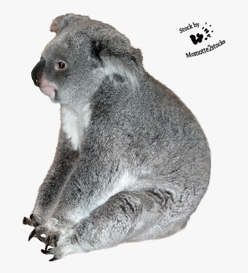 Koala Transparent Images - Koala, HD Png Download, Free Download