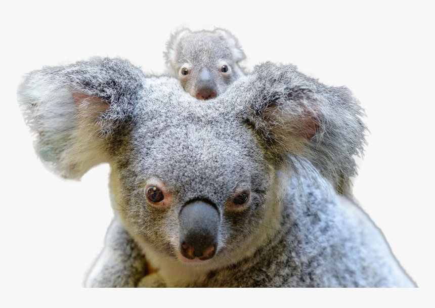 Koala Png Image - Koala Australia, Transparent Png, Free Download