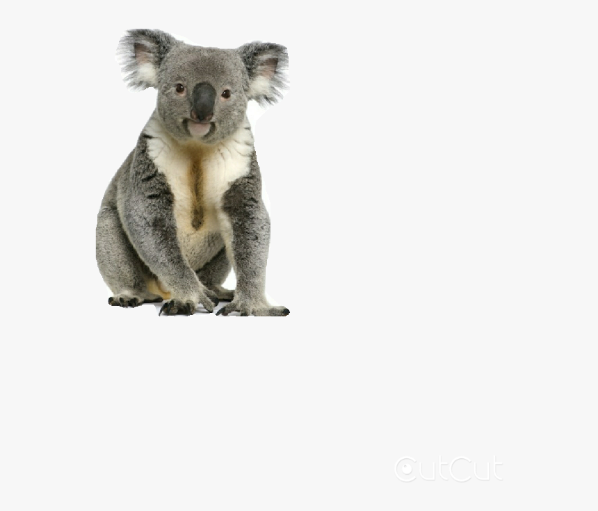 Koala With Transparent Background - Koala Png, Png Download, Free Download