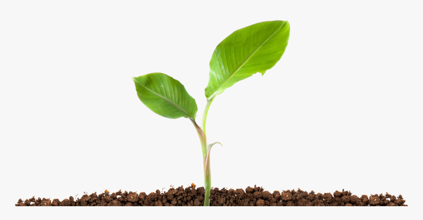 Plant In Soil Png, Transparent Png, Free Download