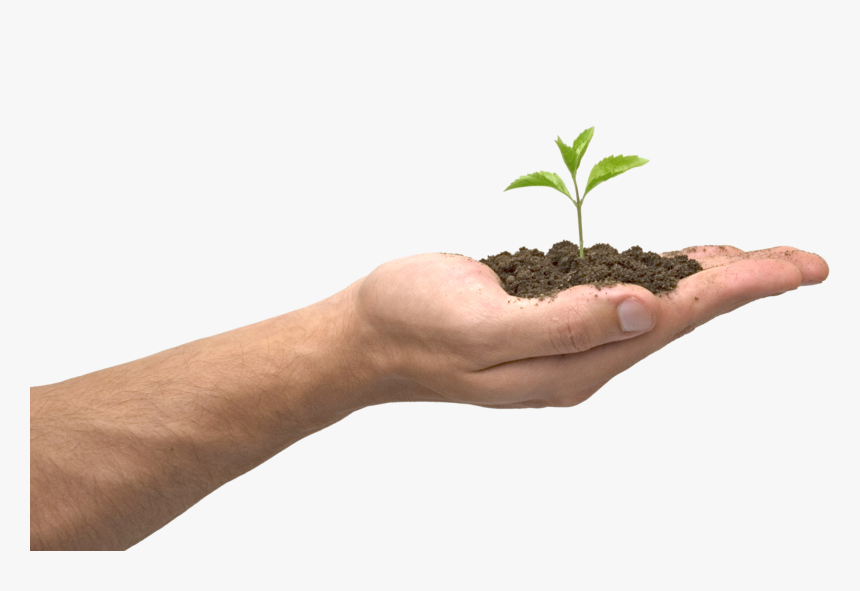 Plant In Hand Transparent, HD Png Download, Free Download