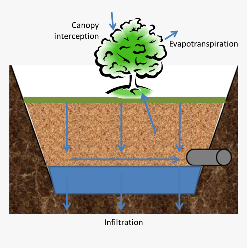 Tree Cartoon, HD Png Download, Free Download