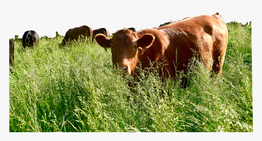 Polyface Farm Cows, HD Png Download, Free Download