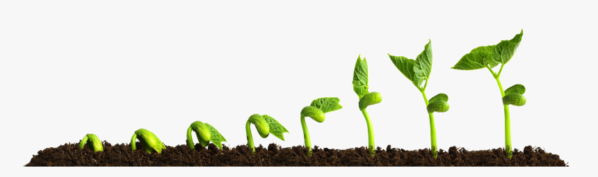 Grow Png Transparent Picture - Growing Plant Png, Png Download, Free Download
