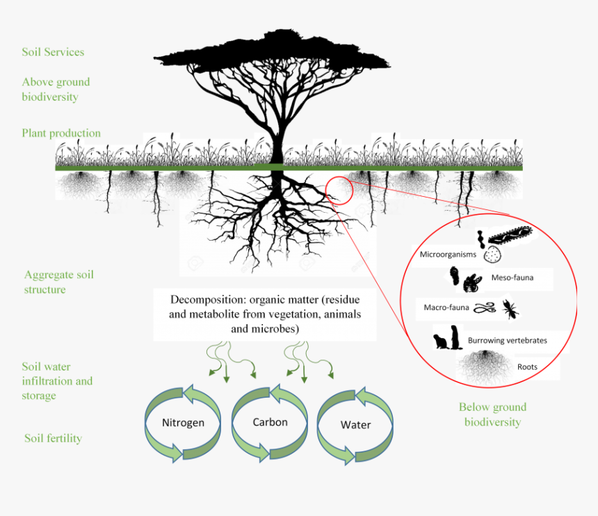 Components Of Soil Biodiversity, HD Png Download, Free Download