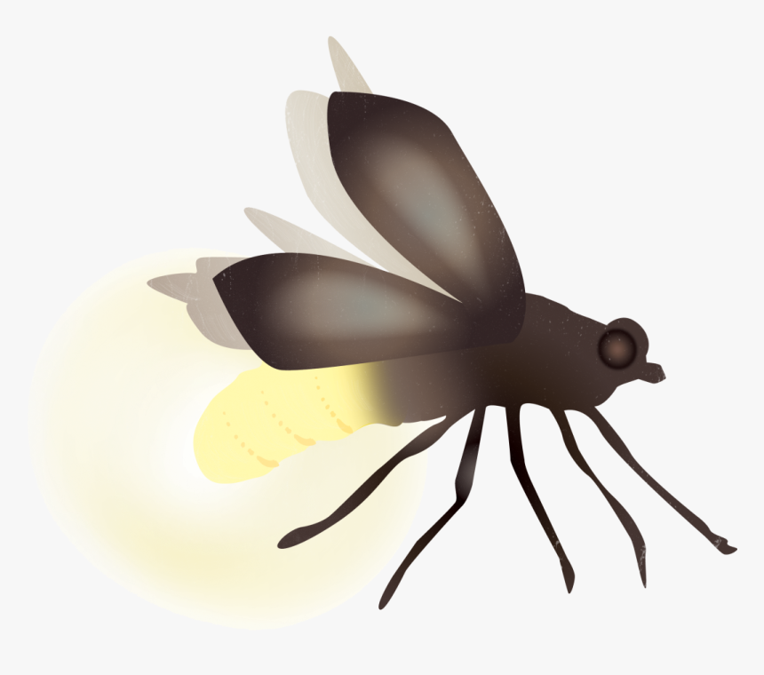 Transparent Firefly Png - Membrane-winged Insect, Png Download, Free Download