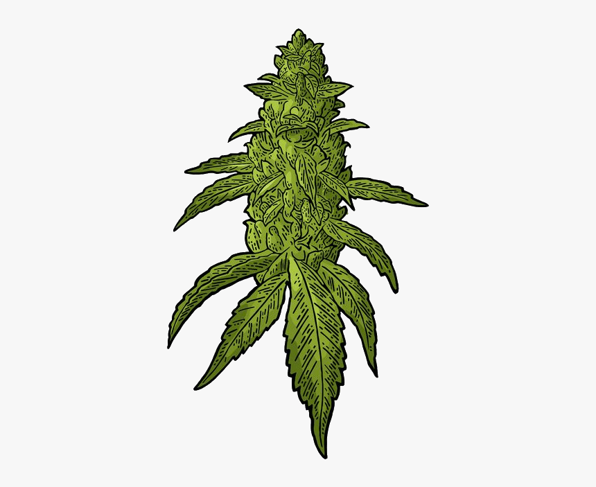 Cannabis Flowering, HD Png Download, Free Download