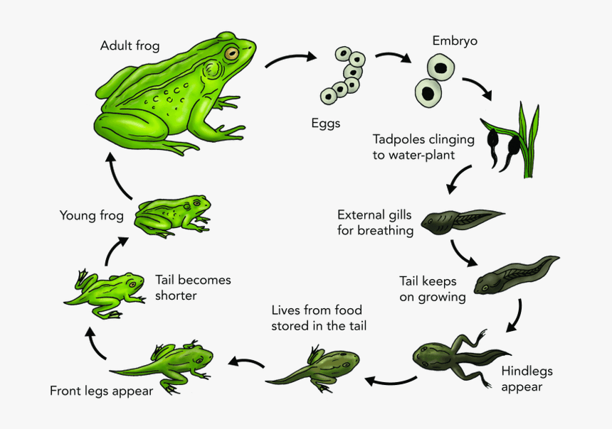 Frog Transparent Egg - Stages Life Cycle Of Frog, HD Png Download, Free Download