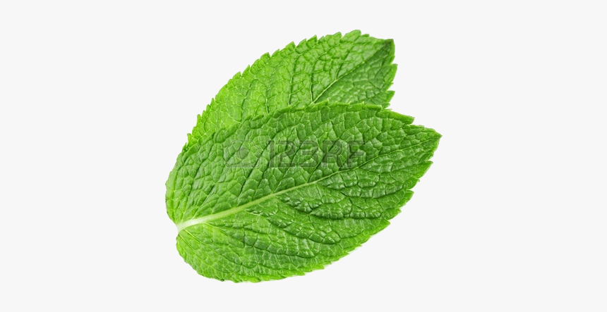 Pepermint Png - Transparent Mint Leaf Png, Png Download, Free Download