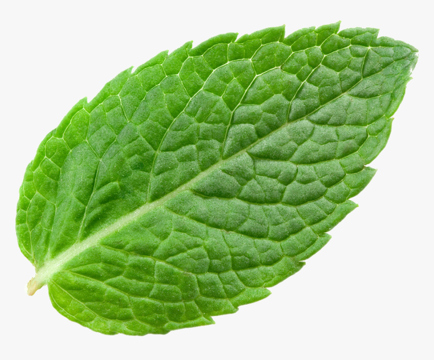 Transparent Mint Png - Mint Leaves Transparent Background, Png Download, Free Download