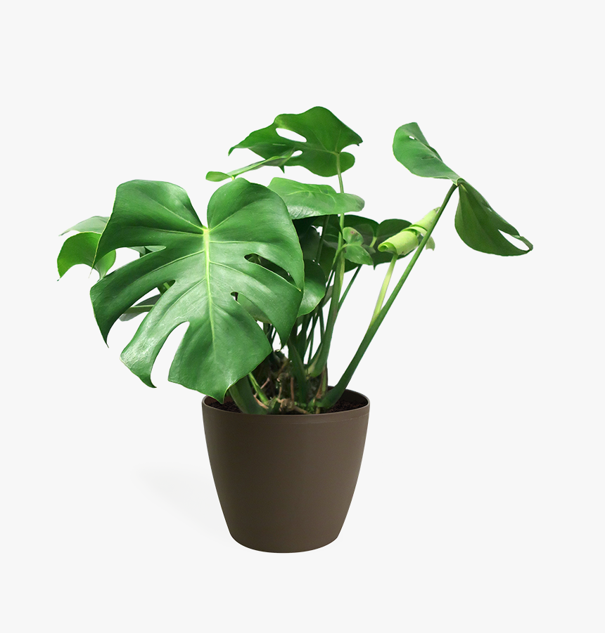 House Plant Transparent Background, HD Png Download, Free Download