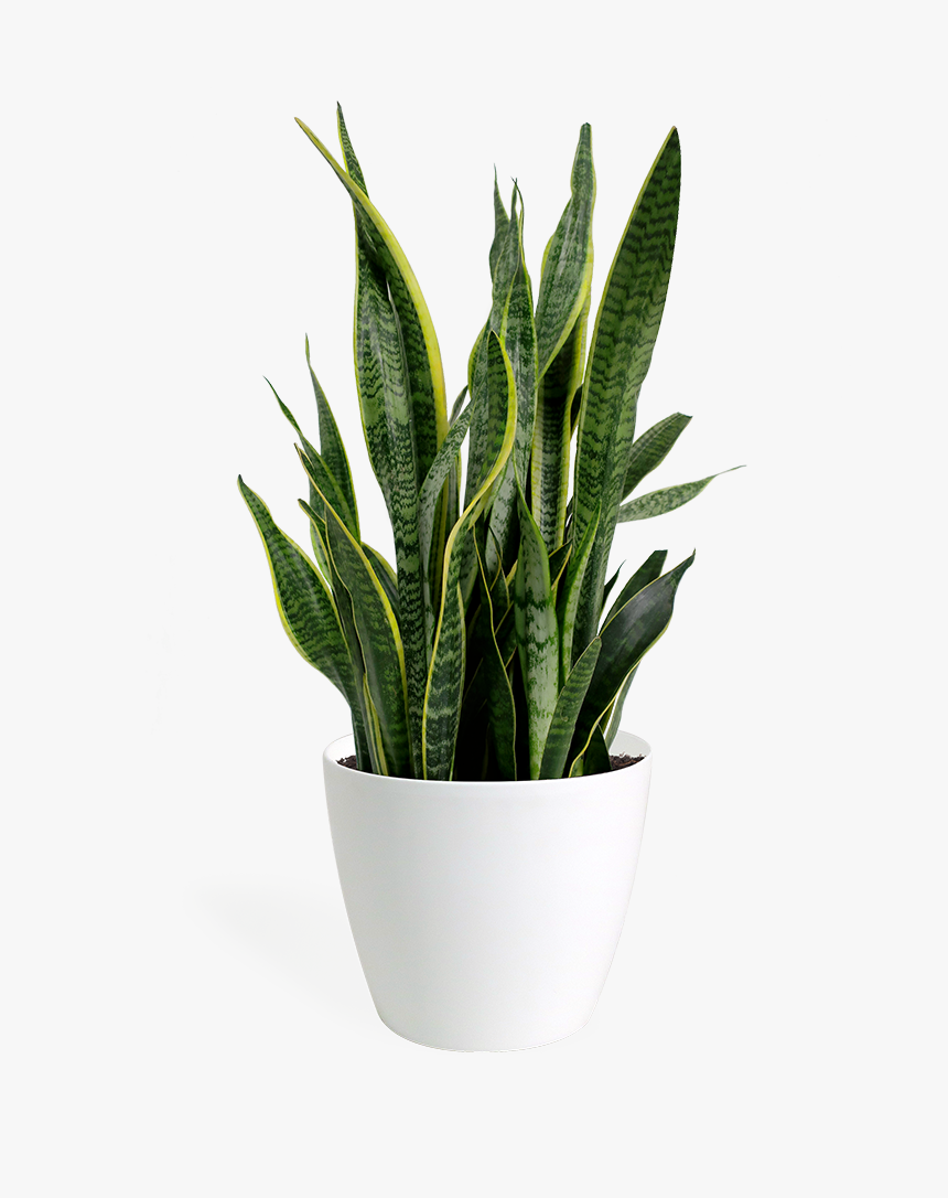 Sansevieria Laurentii, HD Png Download, Free Download