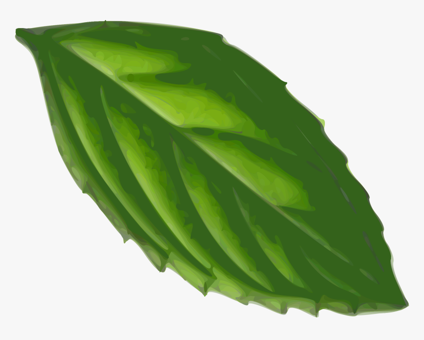 Mint Drawing At Getdrawings - Transparent Background Transparent Mint Leaf Clipart, HD Png Download, Free Download